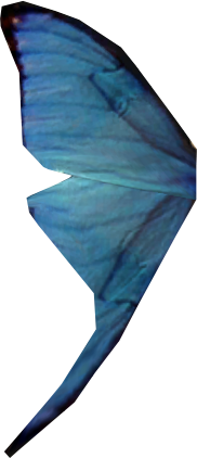 Blue butterfly Wing