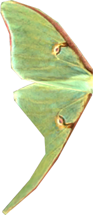 Luna Moth Wing